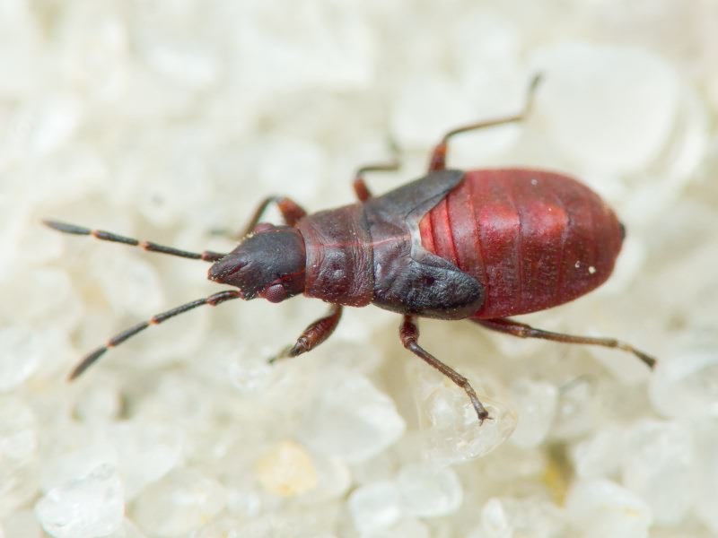 Oxycarenus (Oxycarenus) modestus (Fallen, 1829)